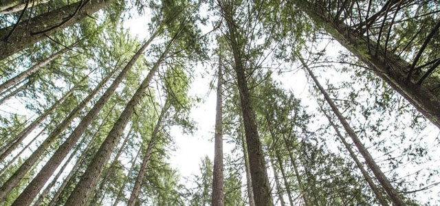 Looking up through the trunks and branches of tall trees towards the sky.