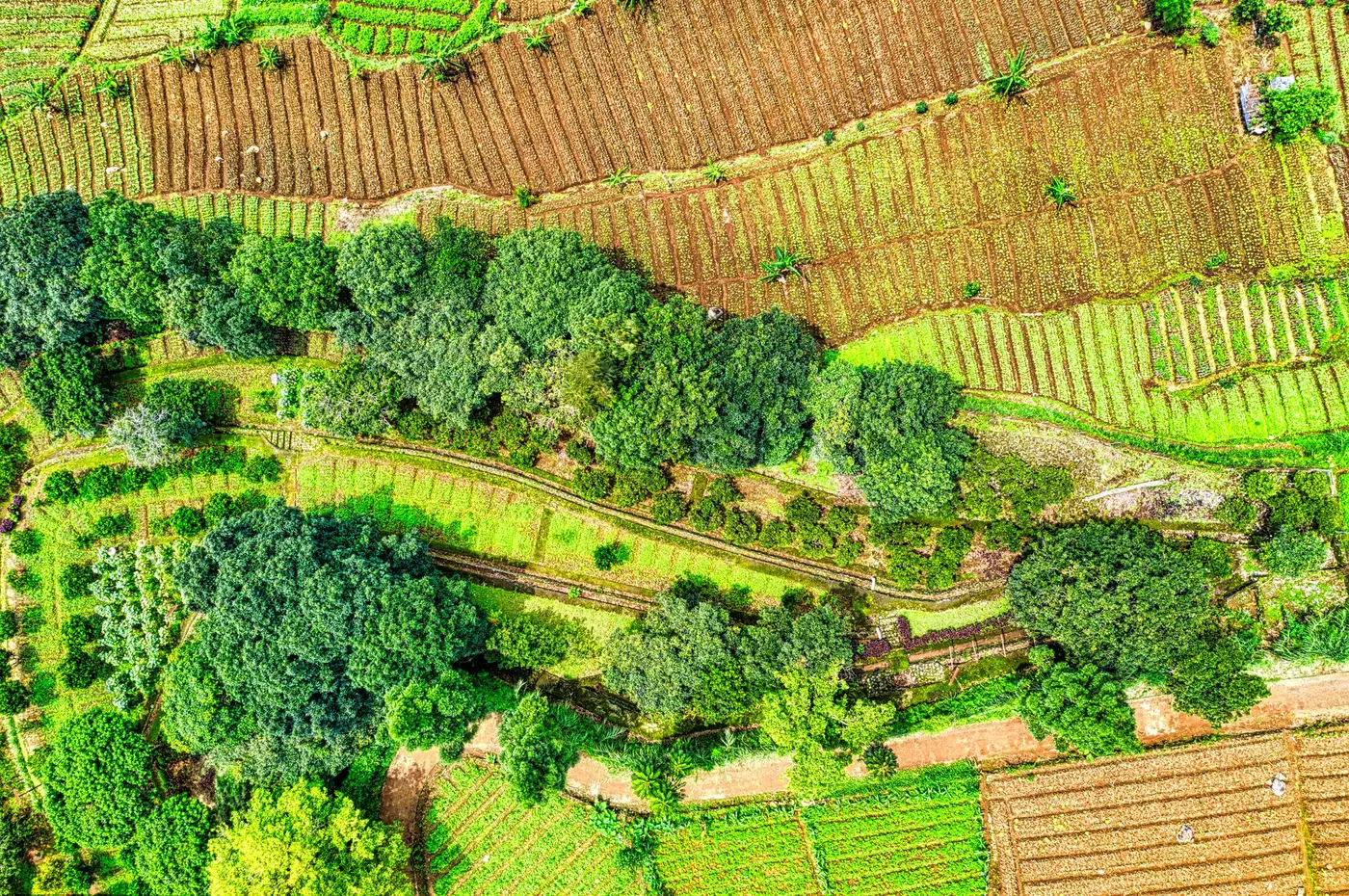 Aerial view of terraced agricultural fields bordered by clusters of trees.