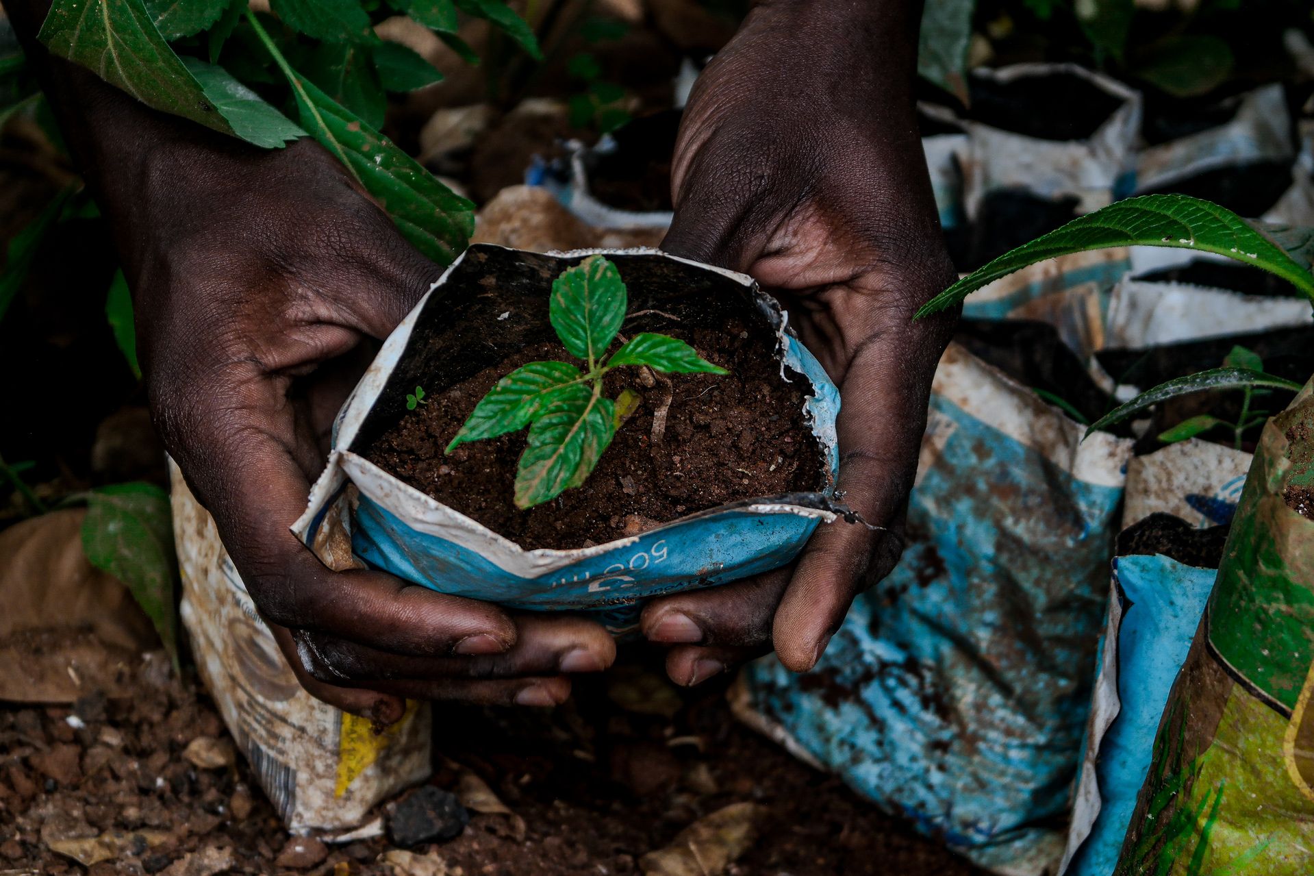 Hands planting a young seedling in cultivated soil.