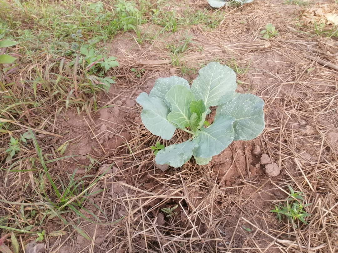 A young cabbage plant growing in soil covered with dry plant material, image 4 of 10