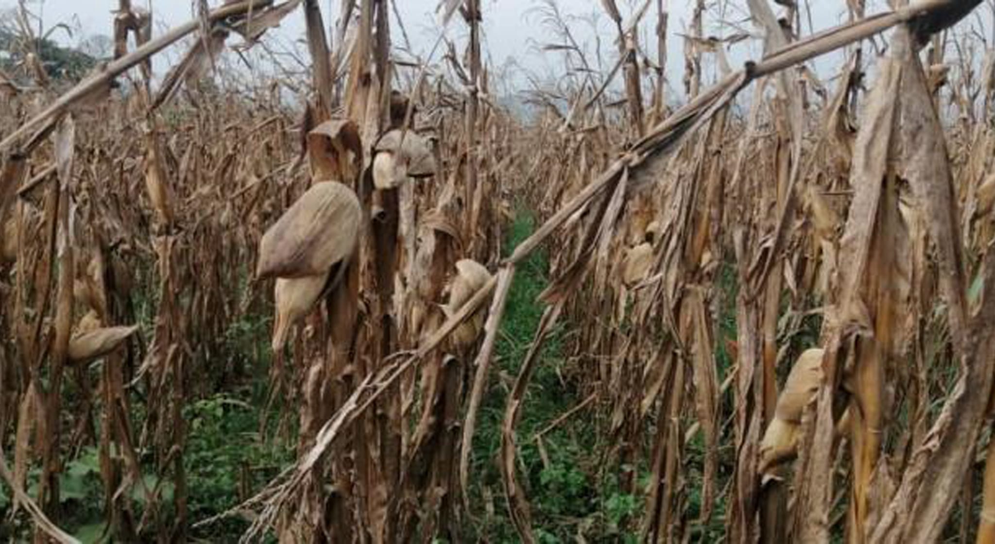 Dried maize stalks with cobs still attached in a field, image 3 of 10