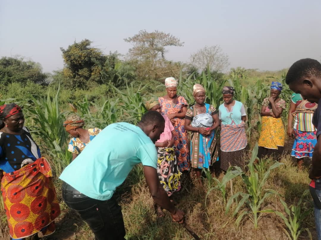 A facilitator in a teal shirt demonstrating a method in a maize field to a group of women farmers