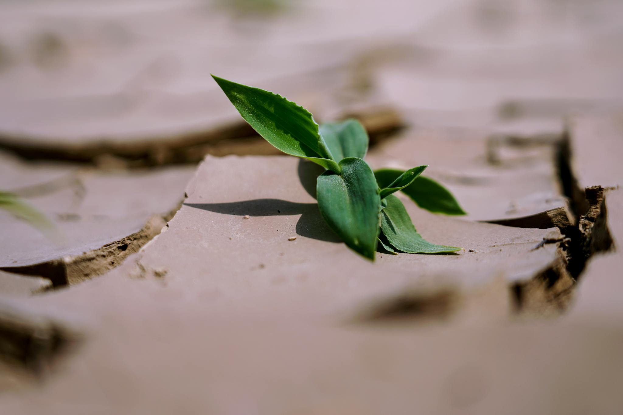 A young green plant growing from dry, cracked earth