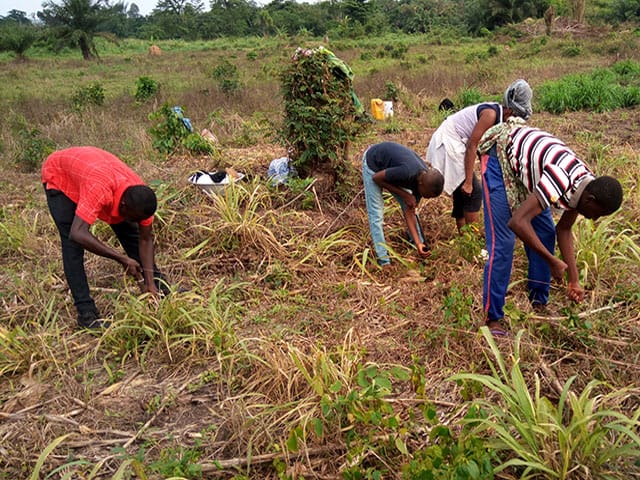 Farmers bending over plants in an open field with a leafy shrub and trees in the background
